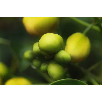 Organic Amla Plant
